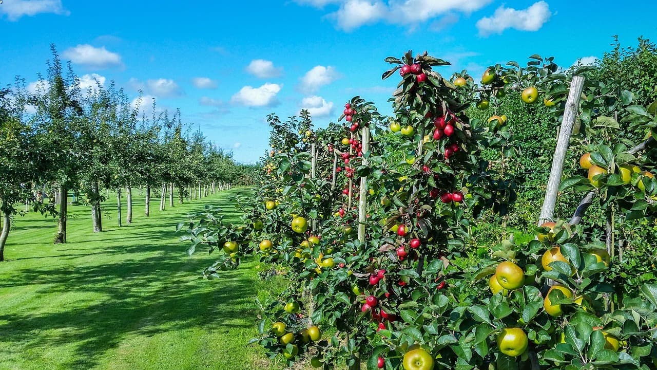 Beneficios de Ecoganic en el cultivo de limón tucumano