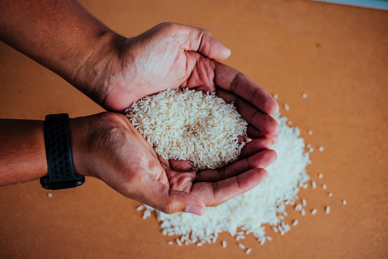Bioestimulantes contra asfixia radicular en arroz entrerriano