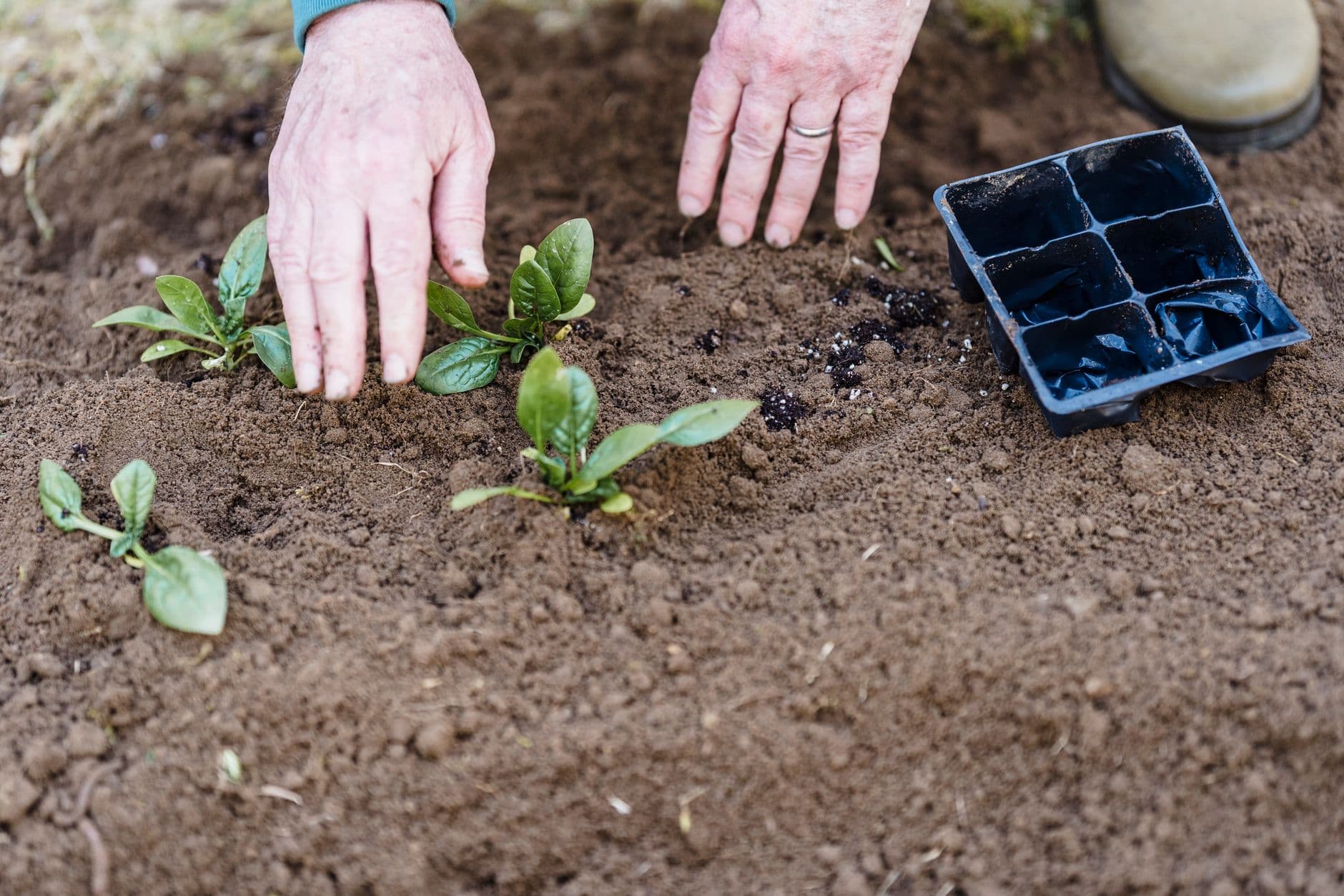 Bioestimulantes orgánicos: guía para el agro argentino