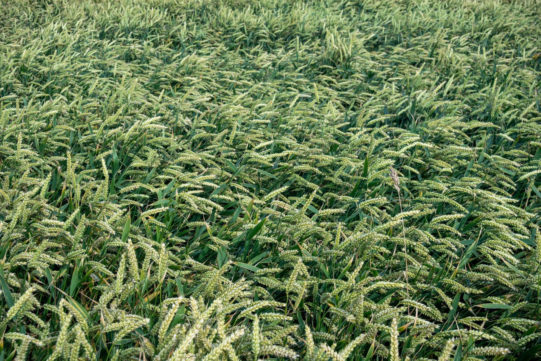 Bioestimulantes orgánicos en horticultura argentina