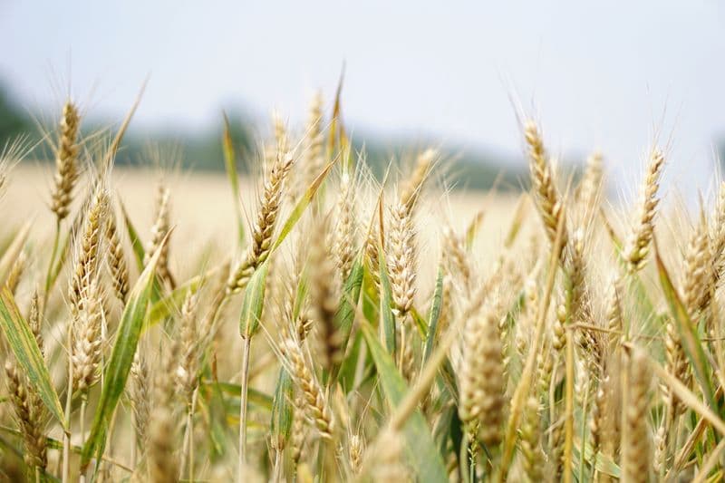 Nitrógeno Ecológico para Trigo: Alternativa Sustentable
