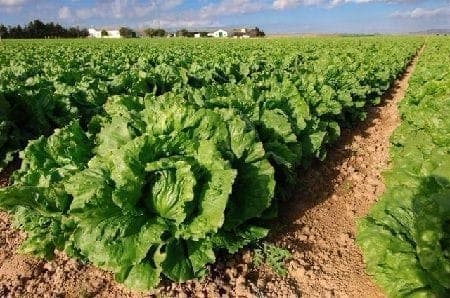 Cultivos del campo argentino — fertilizantes orgánicos y biológicos Ecoganic
