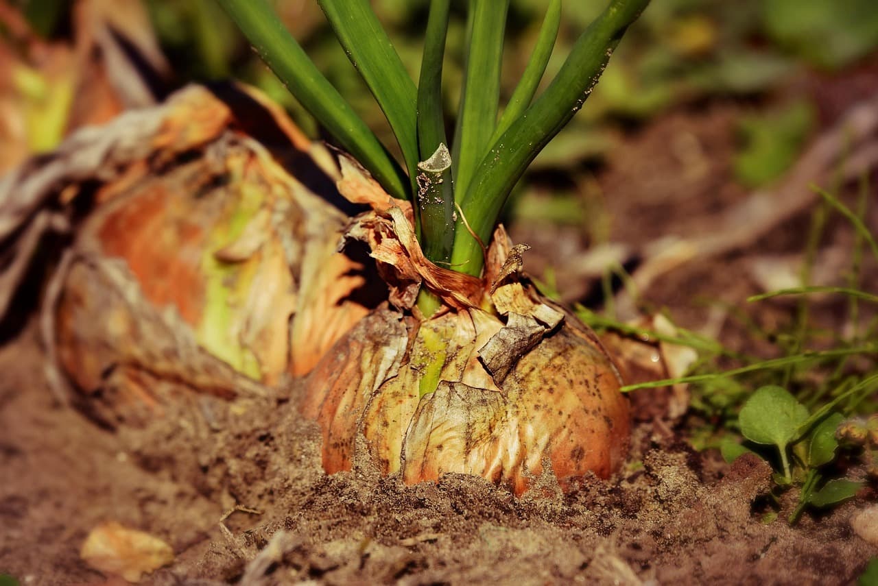 Bioestimulantes para soja ecológica en Argentina