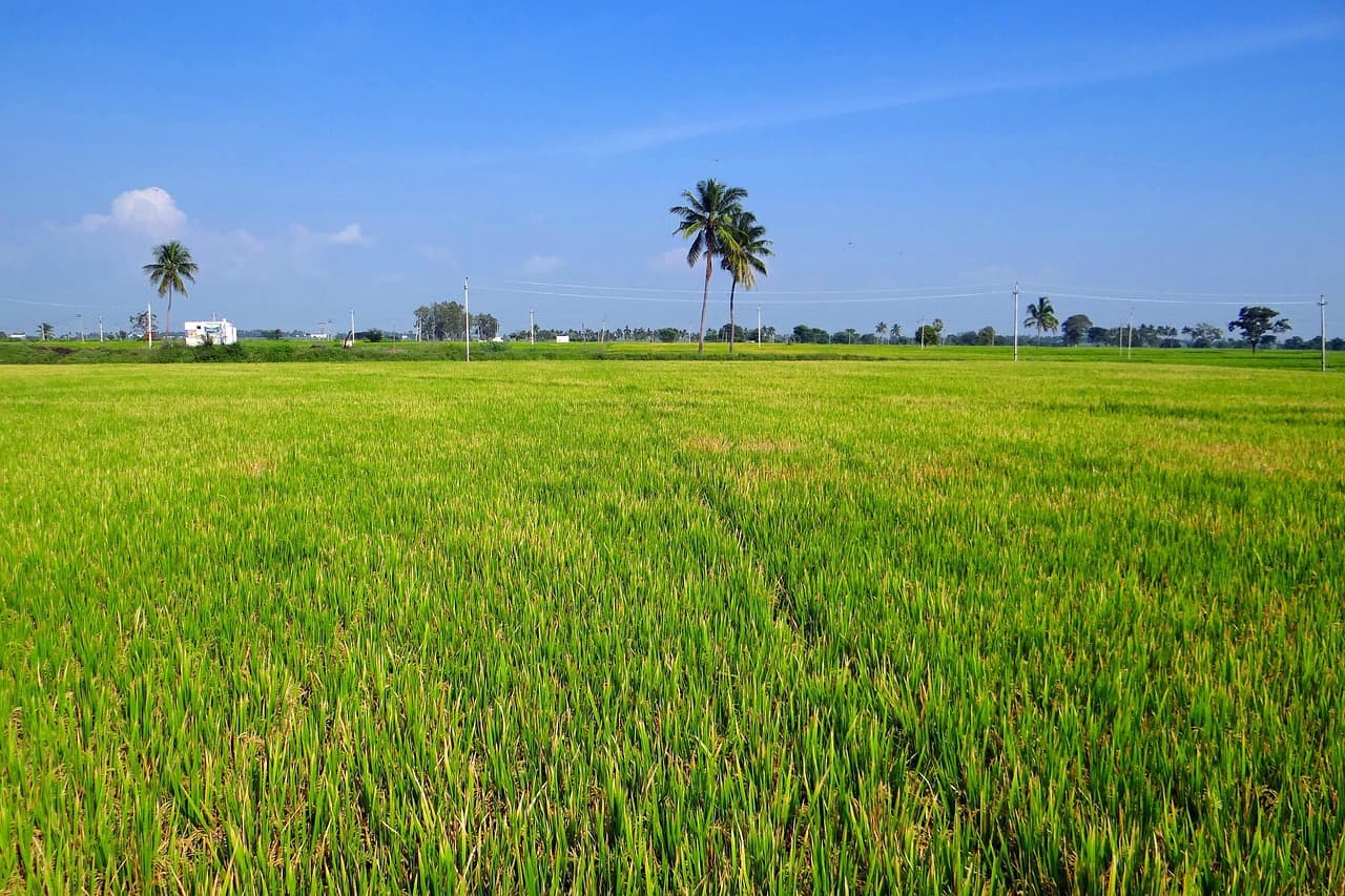 Microorganismos del suelo: aumenta la productividad agrícola