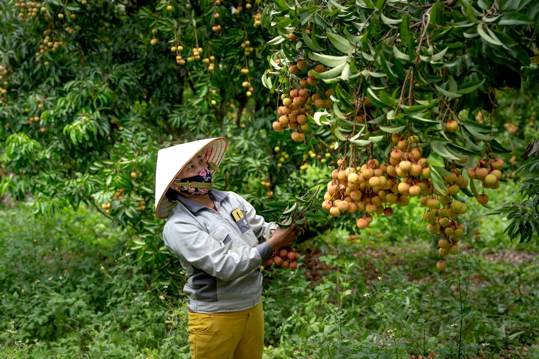 Beneficios de Bioprotectores en Cultivos de Frutas Tropicales