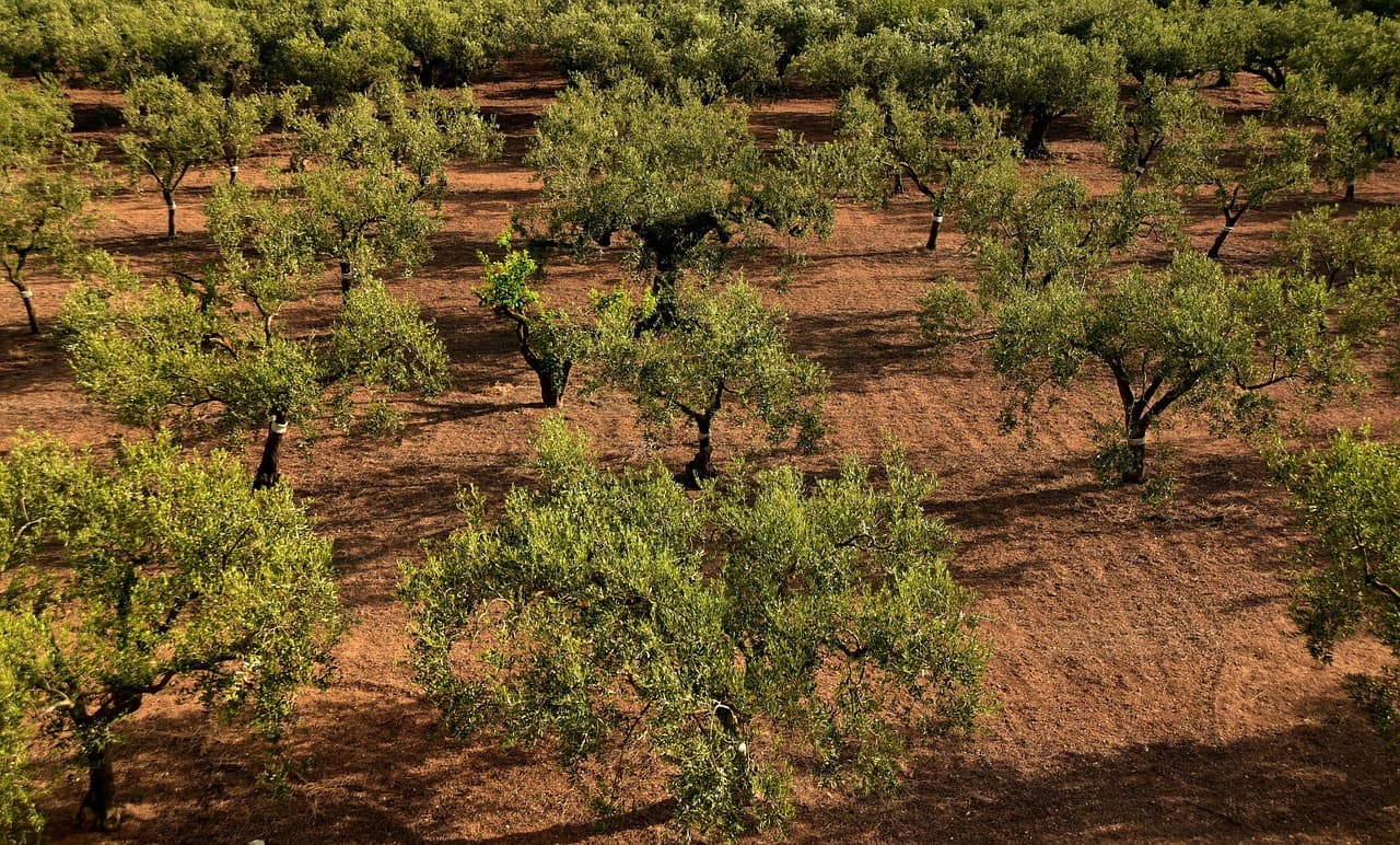 Bioestimulantes Olivo Absorción Radicular y Rendimiento