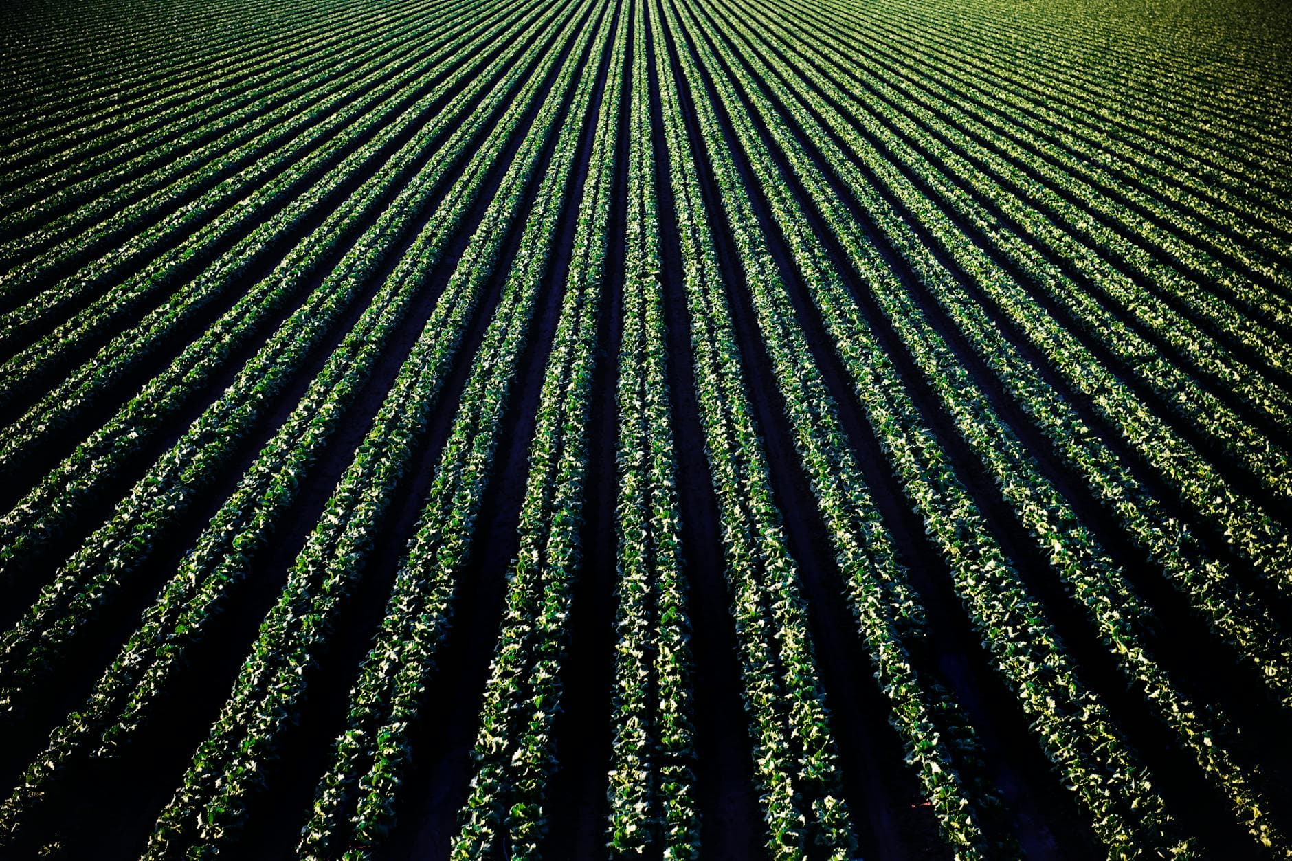 Microorganismos del Suelo en la Agricultura Regenerativa