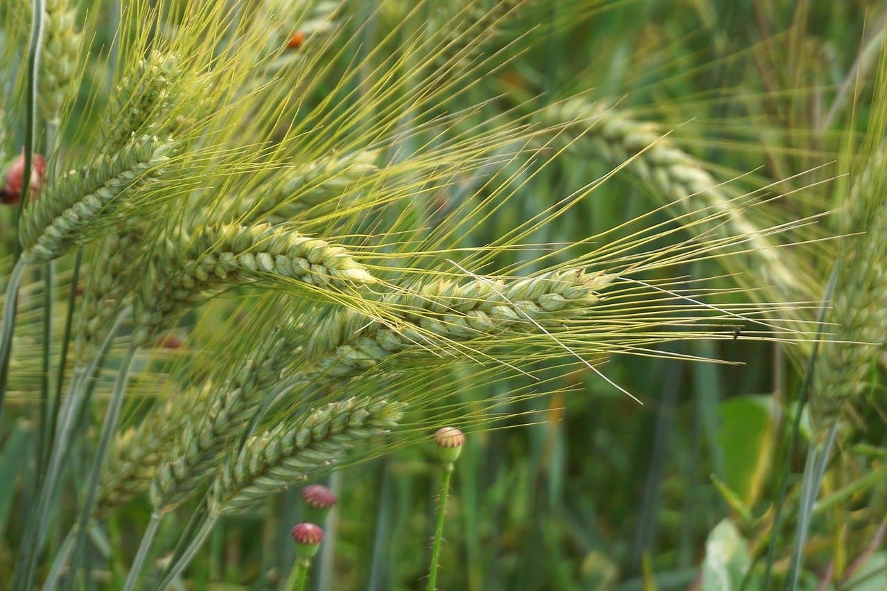 Nitrógeno Nítrico en Agricultura: Ventajas y Aplicación