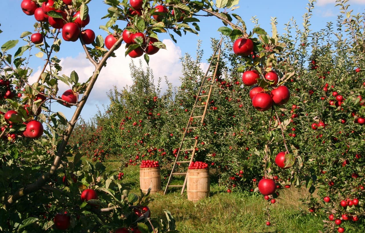 Técnicas de Aplicación de Bioestimulantes en Frutales