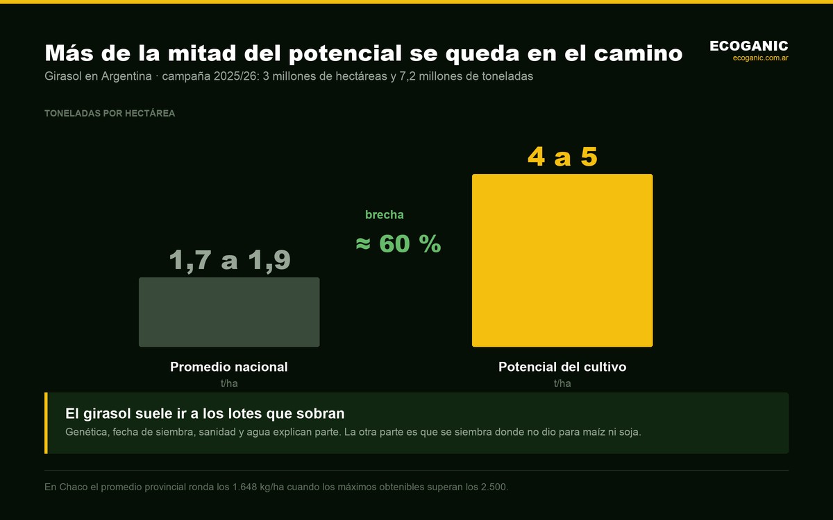 El girasol argentino rinde entre 1,7 y 1,9 toneladas por hectárea frente a un potencial de 4 a 5 toneladas