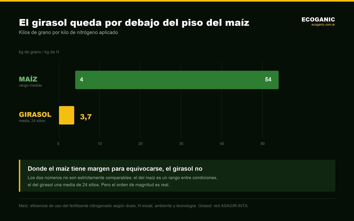La respuesta del girasol al nitrógeno, 3,7 kg de grano por kg de N, queda por debajo del piso del rango del maíz, que va de 4 a 54