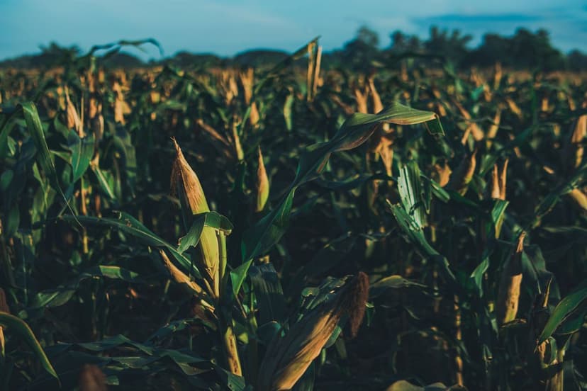 Rizobacterias para maíz y fúlvicos ecológicos: guía 2026