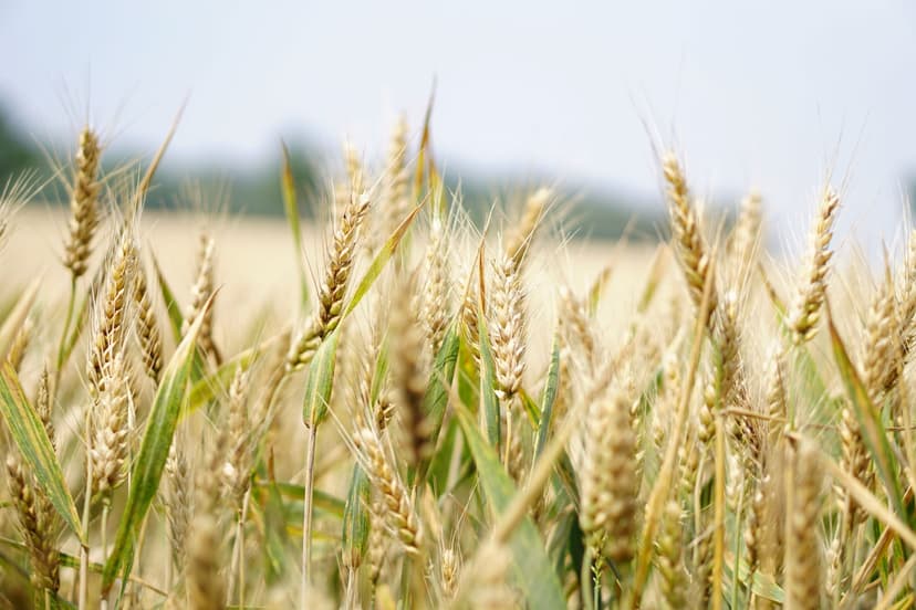 3. Bioprotectores orgánicos: mecanismos de acción y ventajas