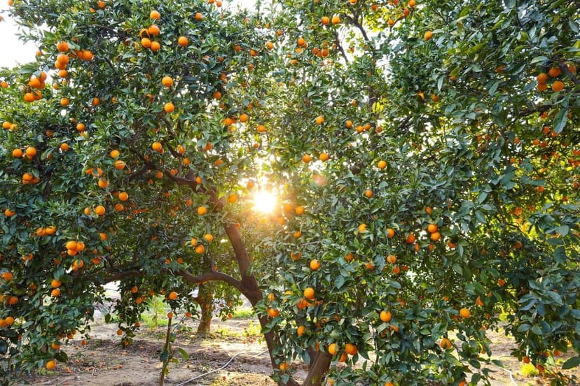 Cítricos del NEA: mitos y realidades de la agricultura