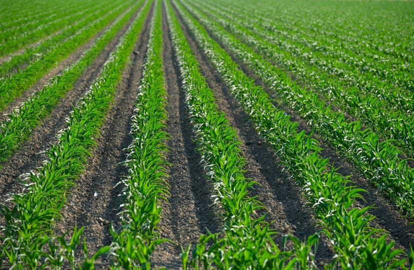 Biofertilizante Multinutriente con Bacterias Benéficas