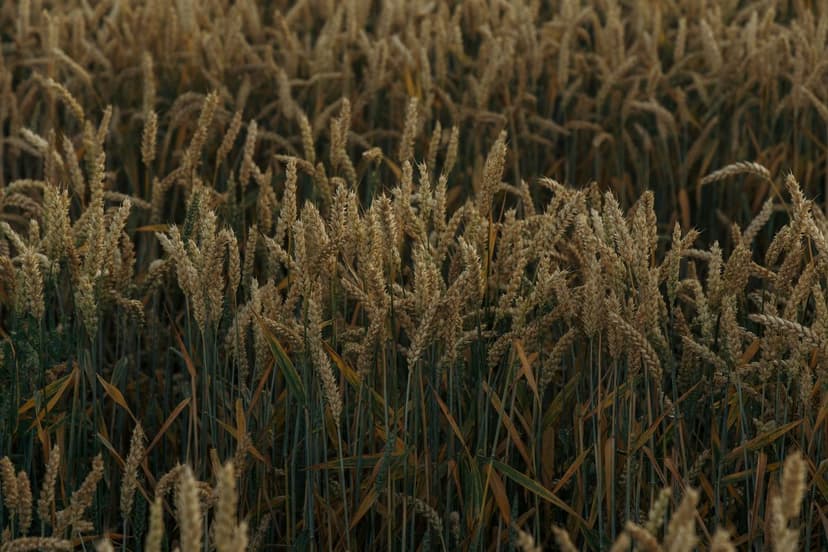 Bioestimulantes para soja ecológica en Argentina