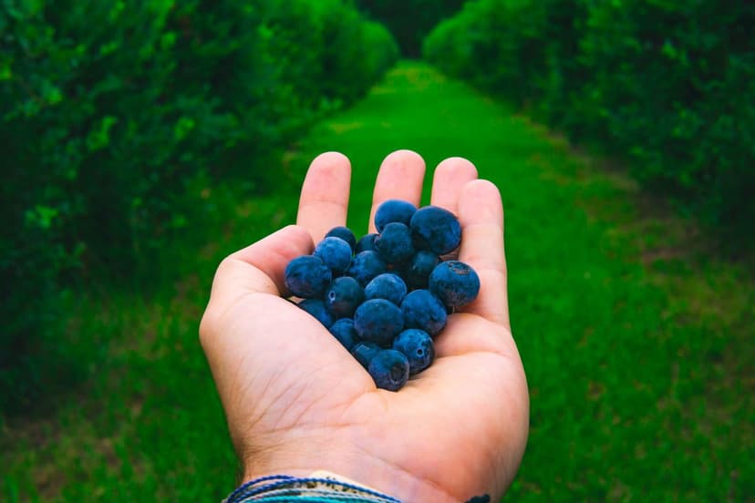 Bioprotectores ecológicos contra Botrytis en arándanos