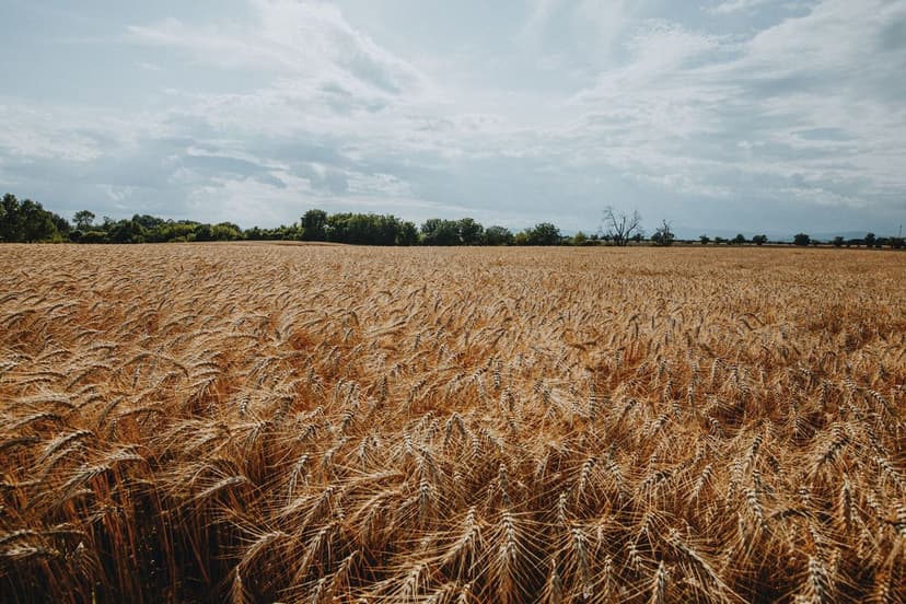 Bioestimulantes para Cereales en Argentina: Trigo y Soja