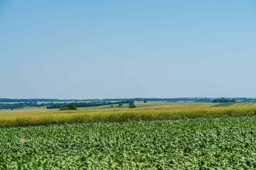 Biofertilizante Multinutriente con Bacterias Benéficas