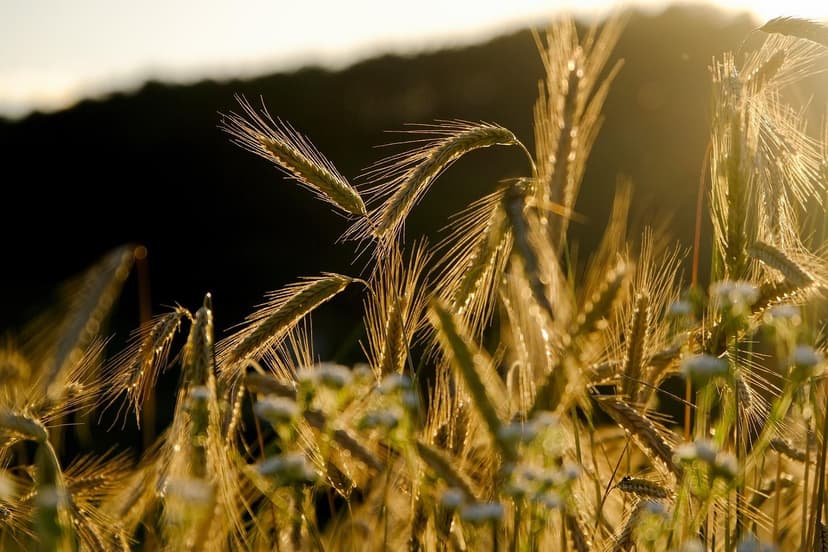 Bioestimulantes orgánicos: guía para cultivos argentinos