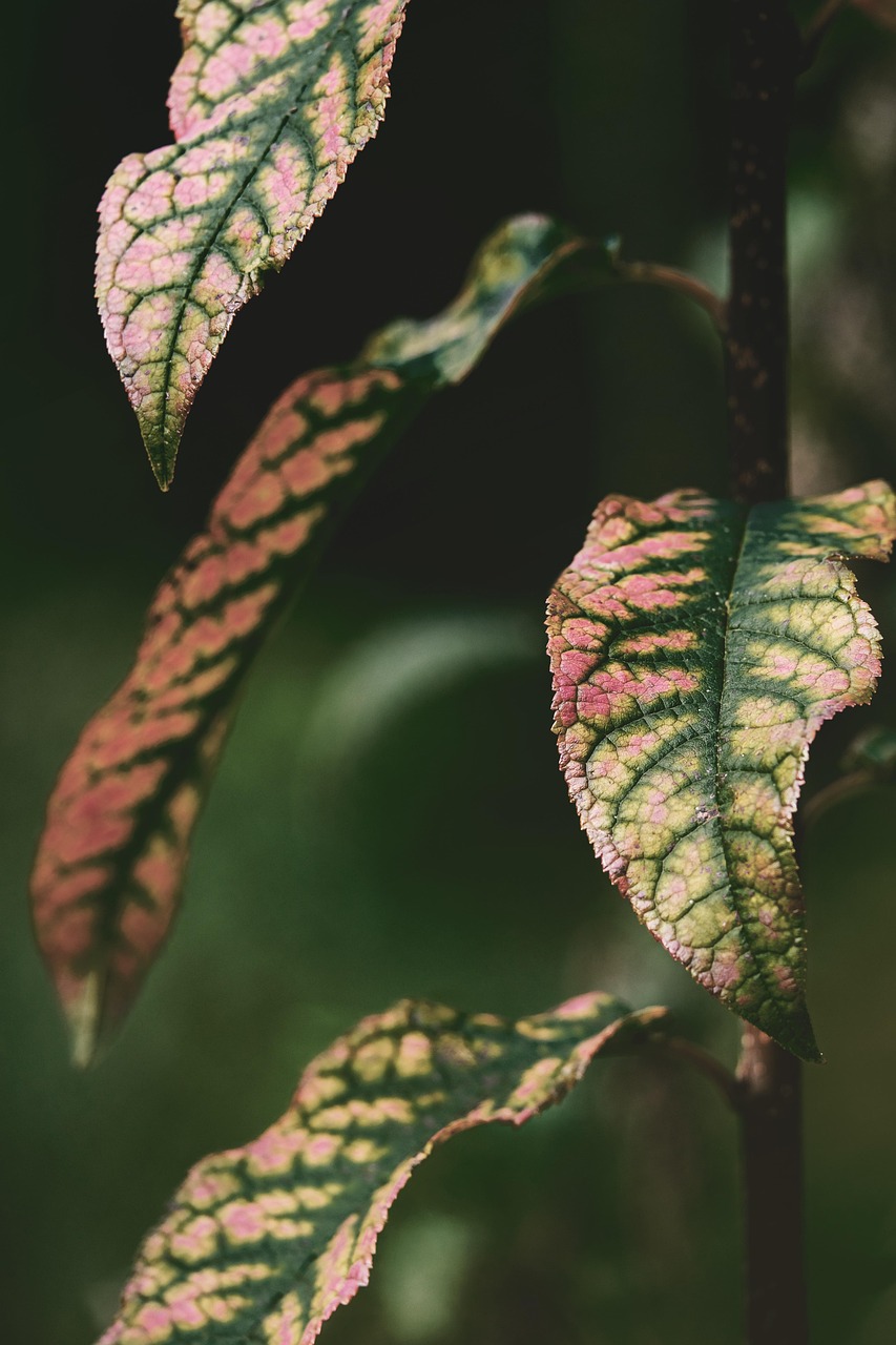 Cómo actúa Ecoganic en el cultivo de limón