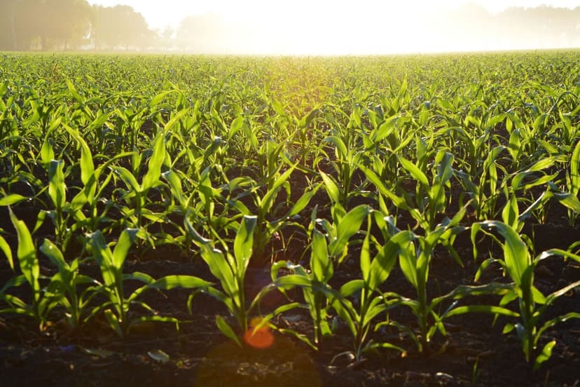 Bioestimulantes para soja ecológica en Argentina