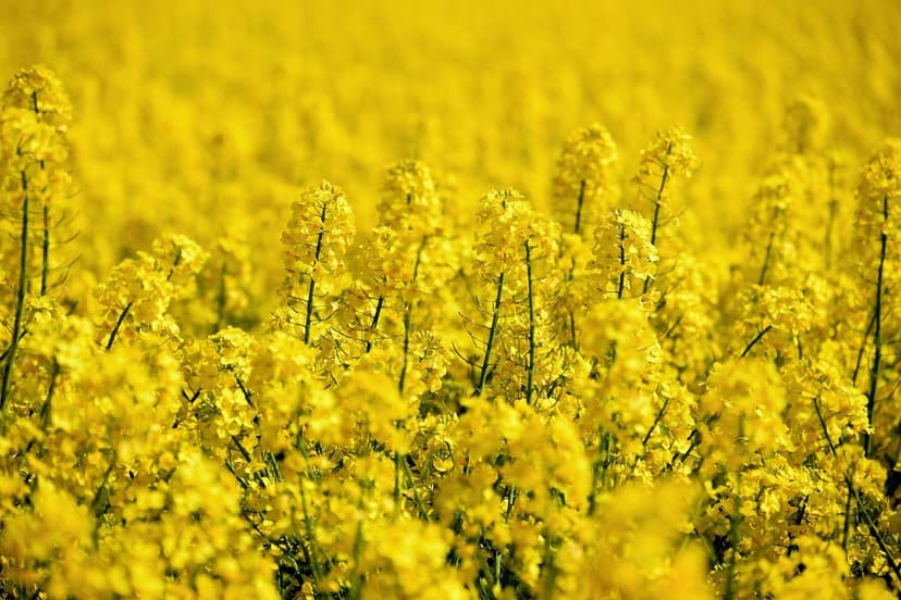 Bioestimulantes orgánicos: claves para cultivos argentinos