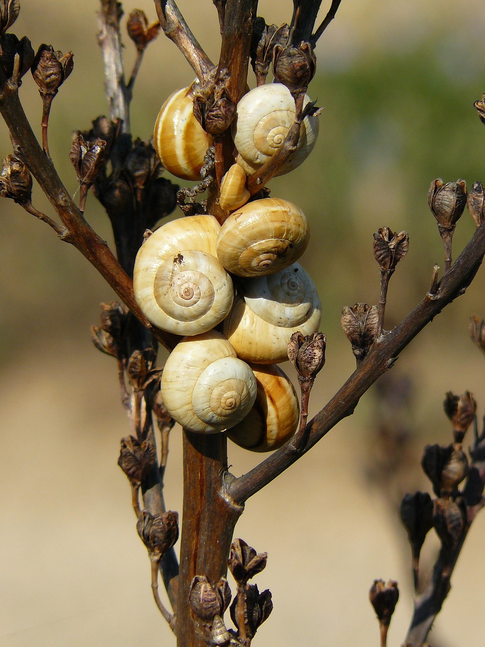 Bioestimulantes orgánicos: tecnología clave