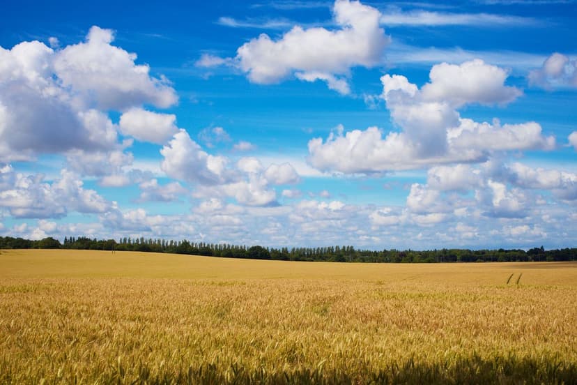 Bioestimulantes para Cereales en Argentina: Trigo y Soja