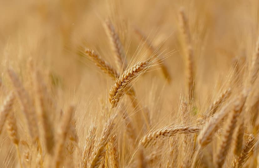 Bioestimulantes orgánicos: guía para cultivos argentinos