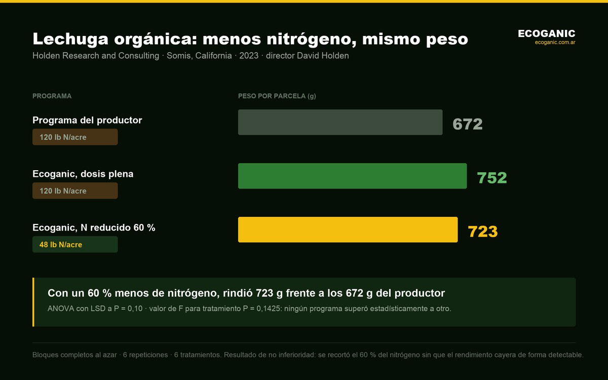 Ensayo de Holden Research 2023: con 48 lb de nitrógeno por acre, un 60 % menos que las 120 lb del programa del productor, la lechuga rindió 723 g por parcela frente a 672 g