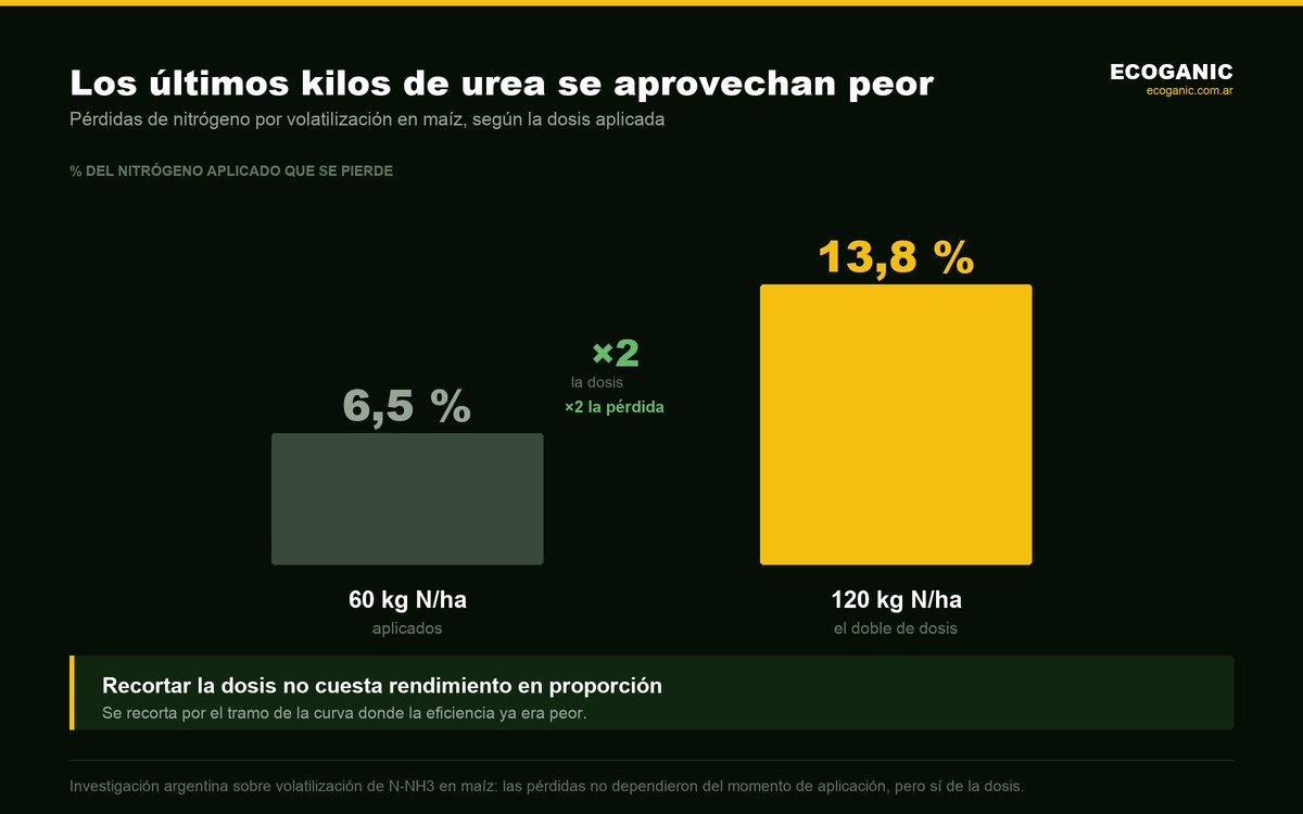 Pérdidas de nitrógeno por volatilización en maíz: 6,5 % del nitrógeno aplicado con 60 kg N/ha frente a 13,8 % con 120 kg N/ha