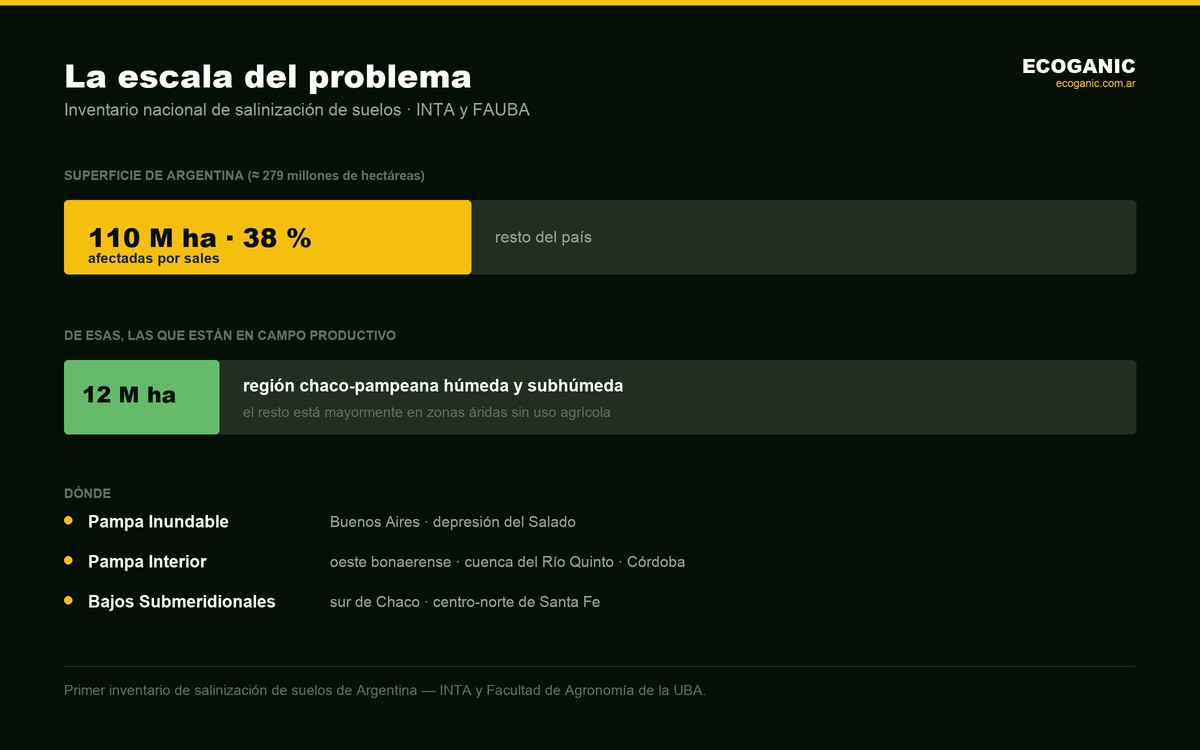 Superficie afectada por sales en Argentina: 110 millones de hectáreas, 38 % del país, de las cuales 12 millones están en la región chaco-pampeana húmeda