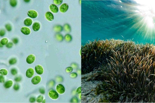 Eco Emprendedor — Fertilizantes de algas unicelulares de agua dulce vs. algas marinas: la revolución tecnológica Ecoganic