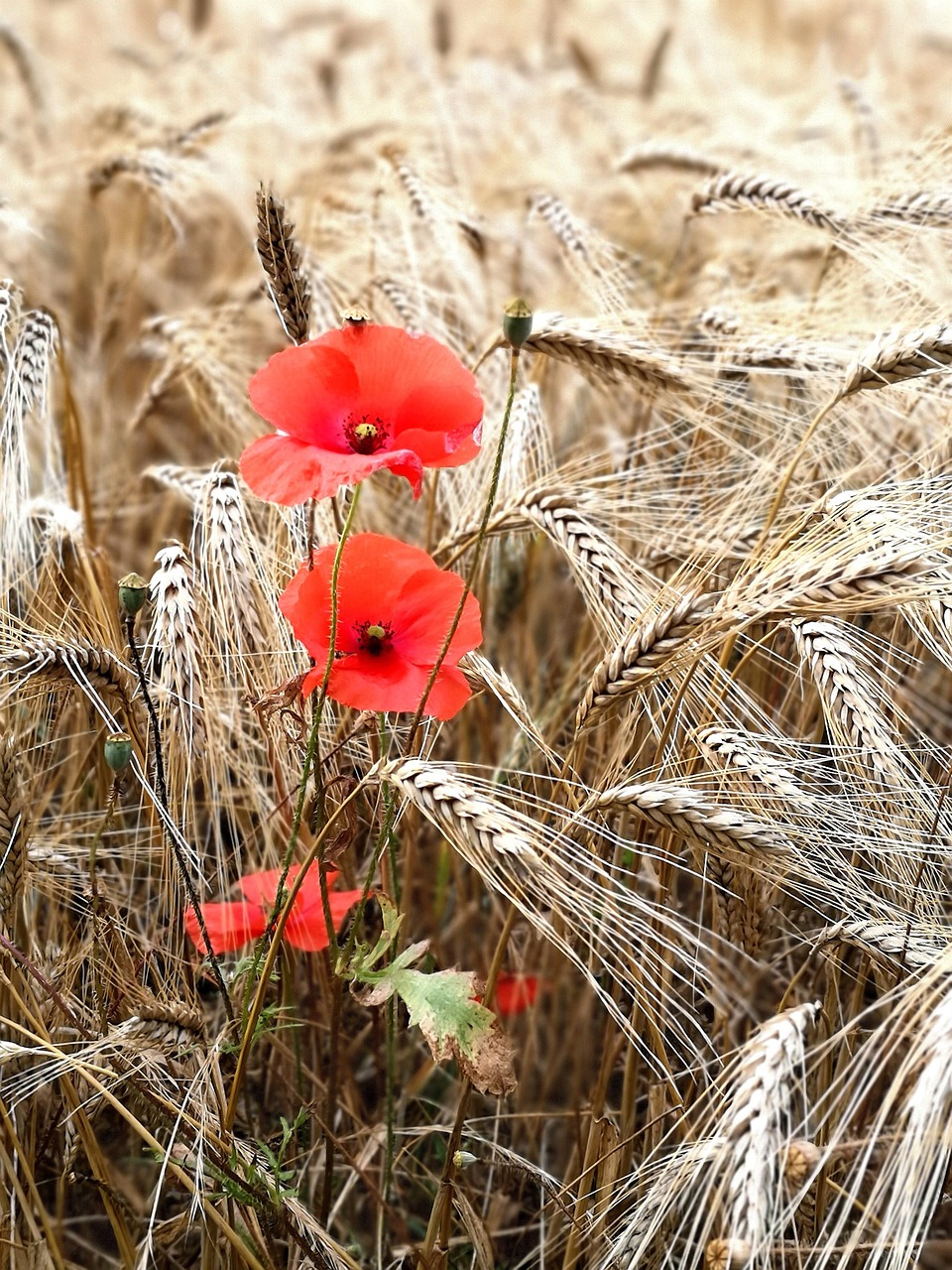 Beneficios del ácido fúlvico en la agricultura