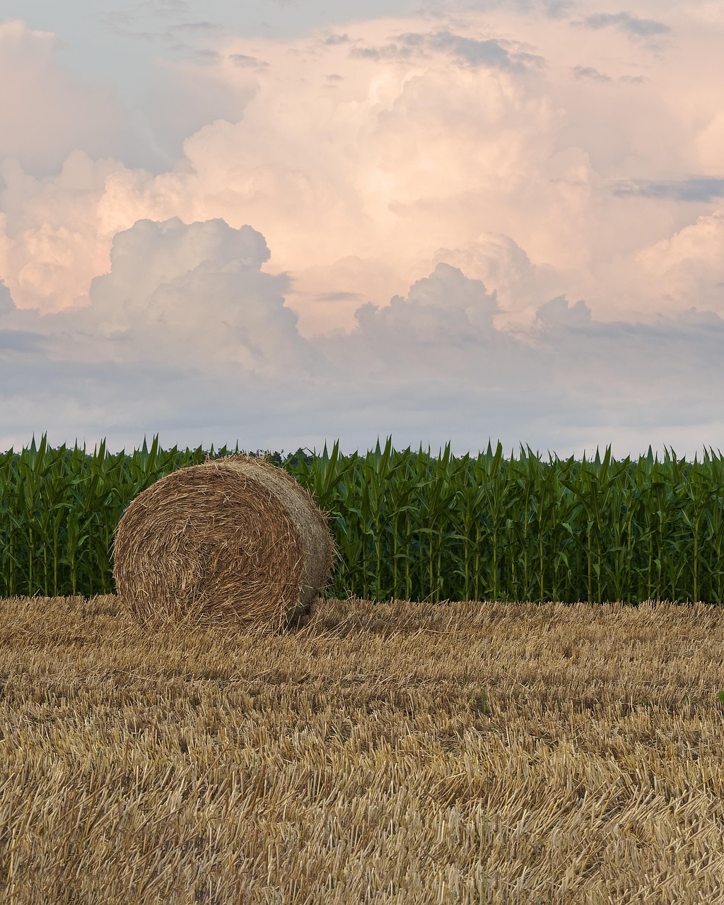 Beneficios del ácido fúlvico