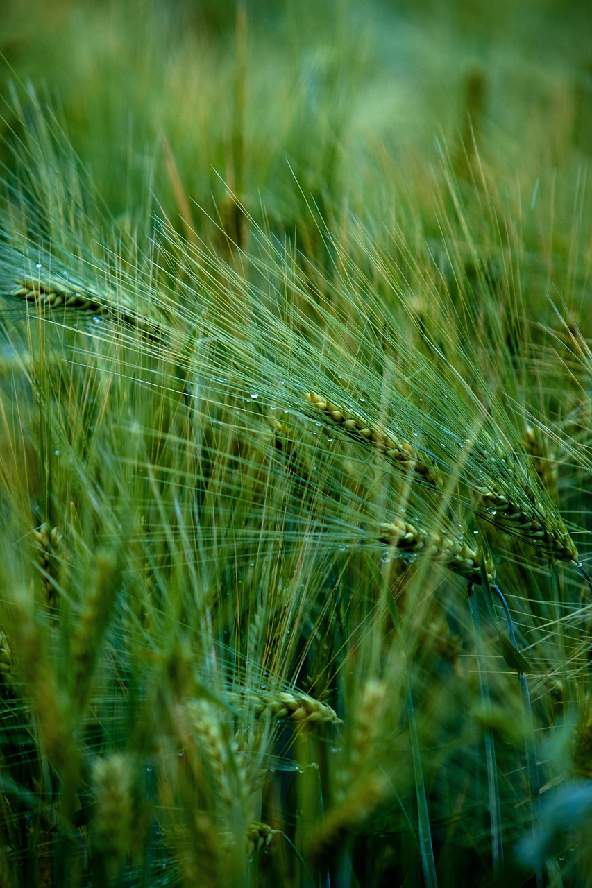 SENASA Regulations and Organic Agriculture