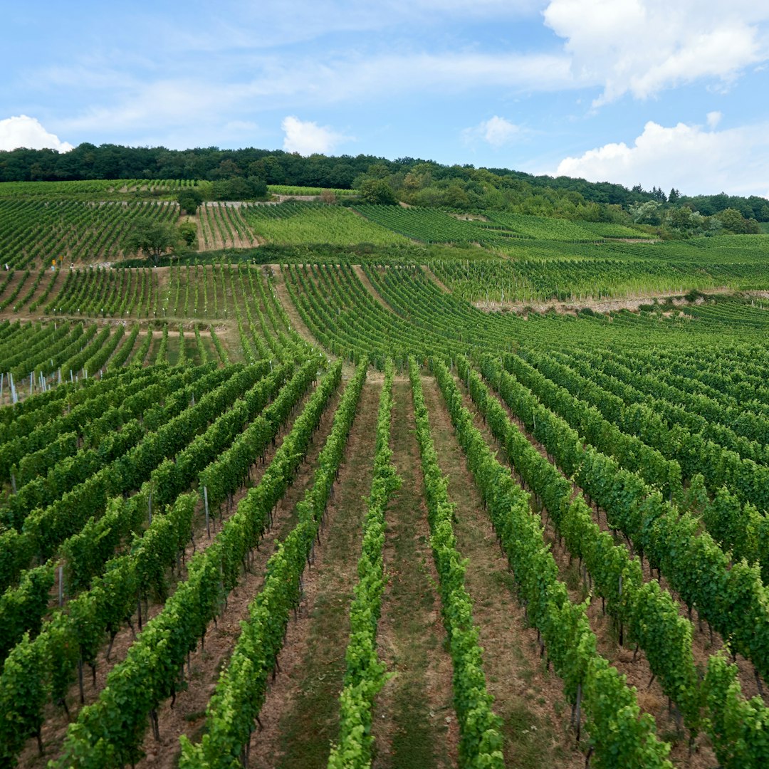 Uso de Bioestimulantes en Vid