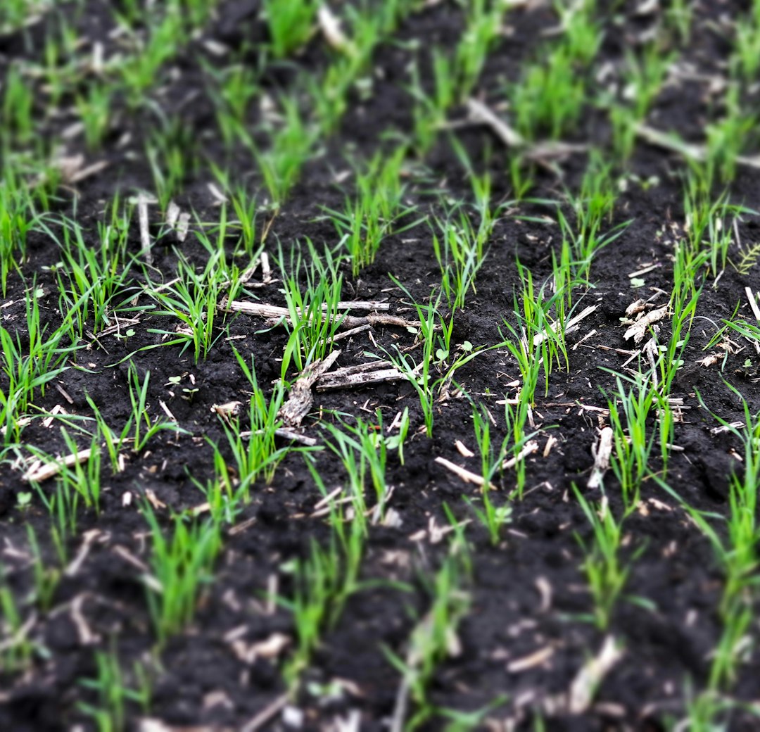 Mecanismo de Acción de los Bioestimulantes