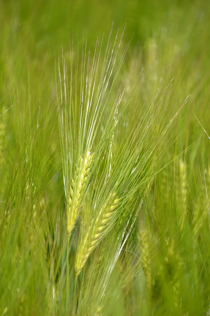 Benefits of bio-stimulants in crops