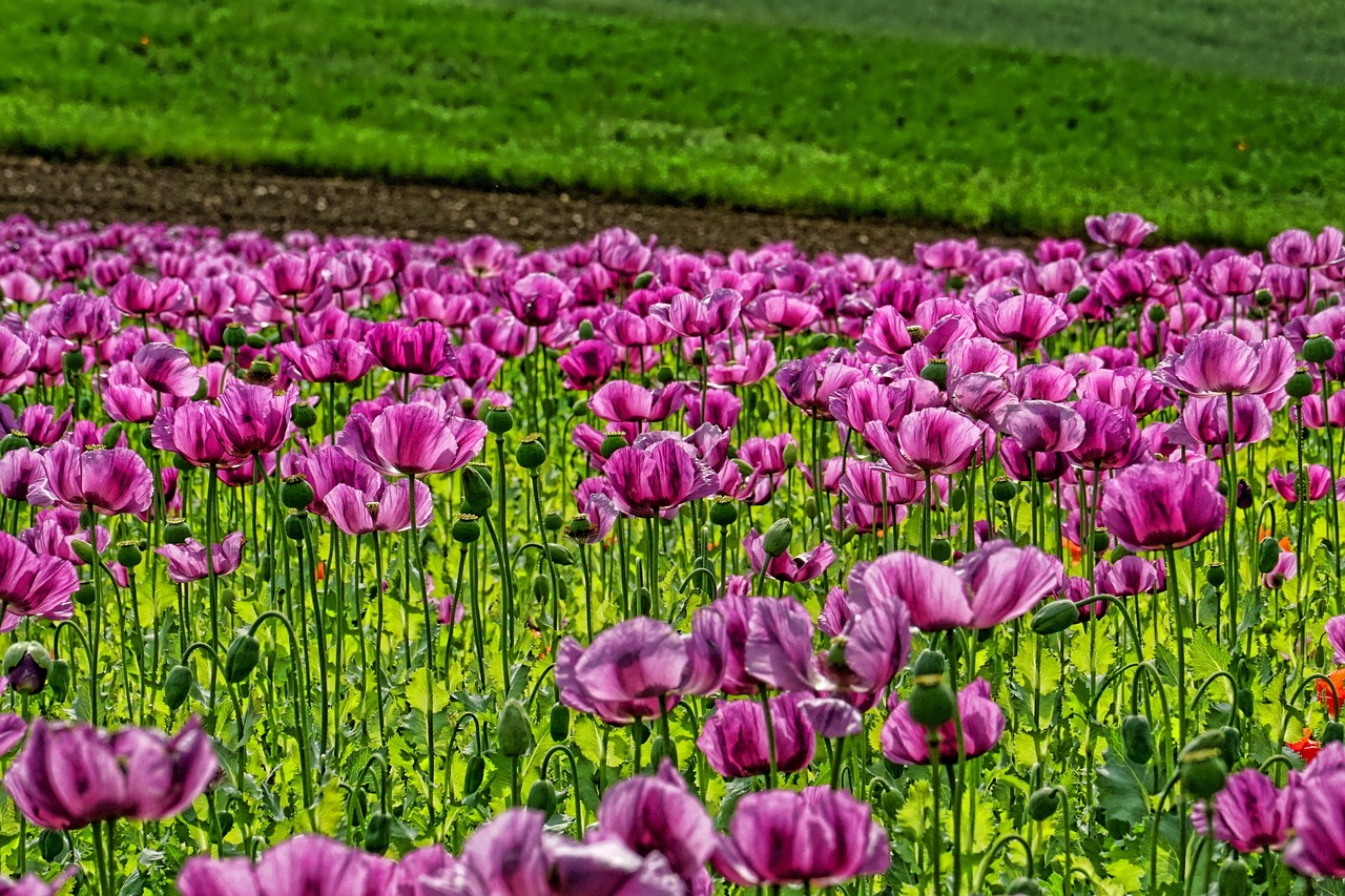 Introducción a los Bioestimulantes