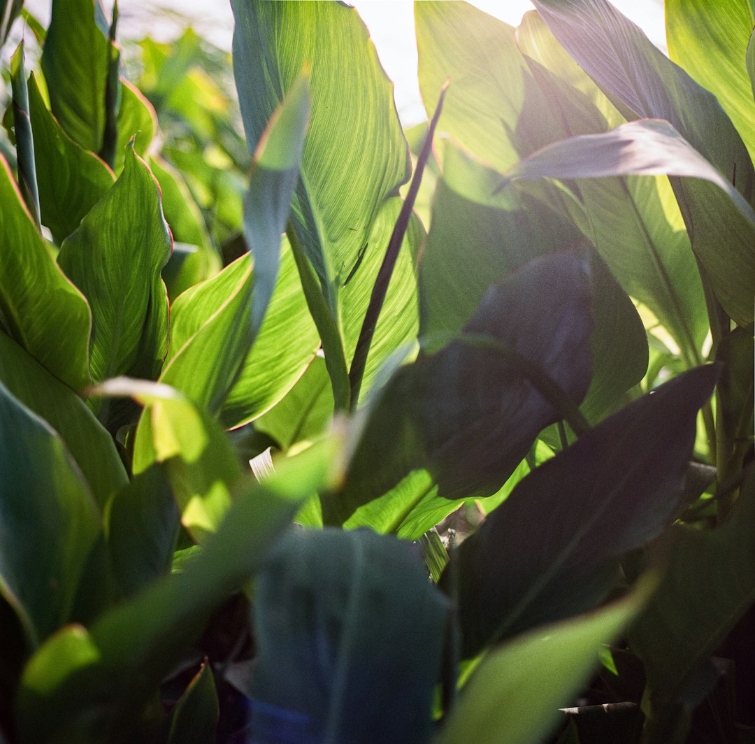 Beneficios del Ascophyllum nodosum