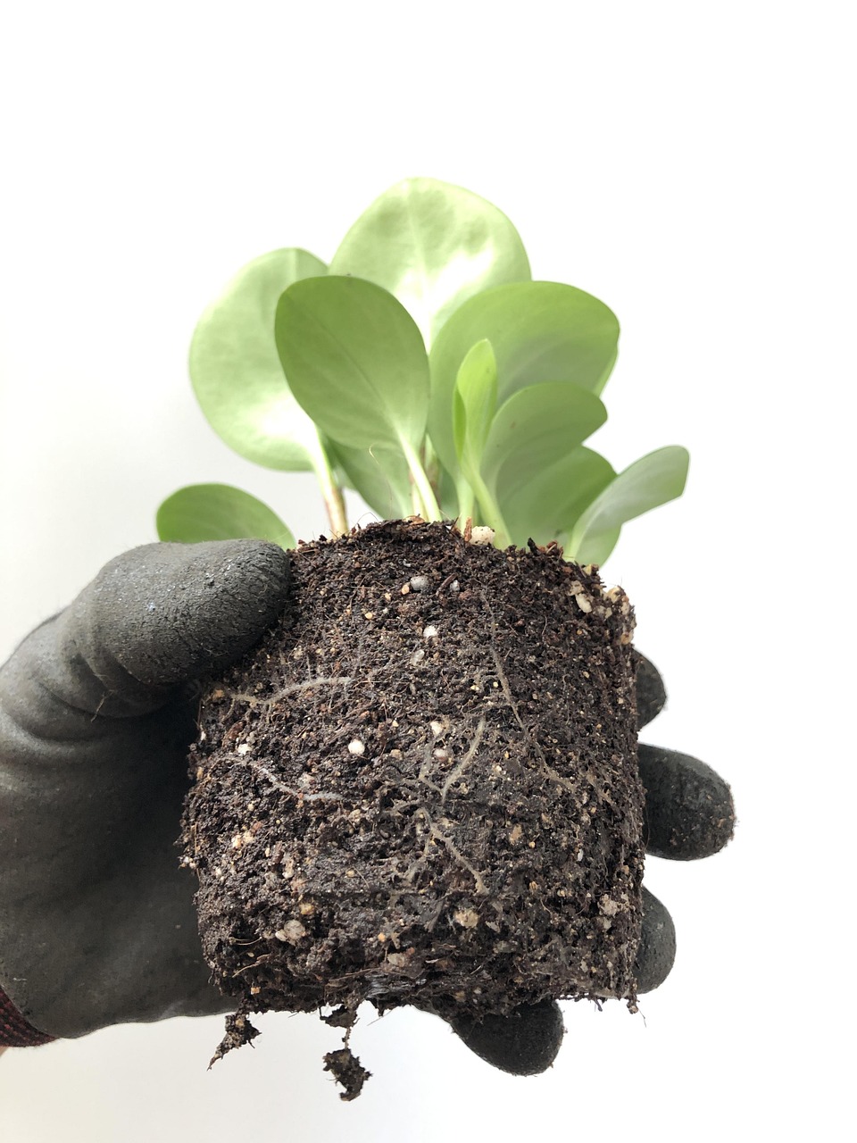 Beneficios de los Bioestimulantes con Algas Marinas