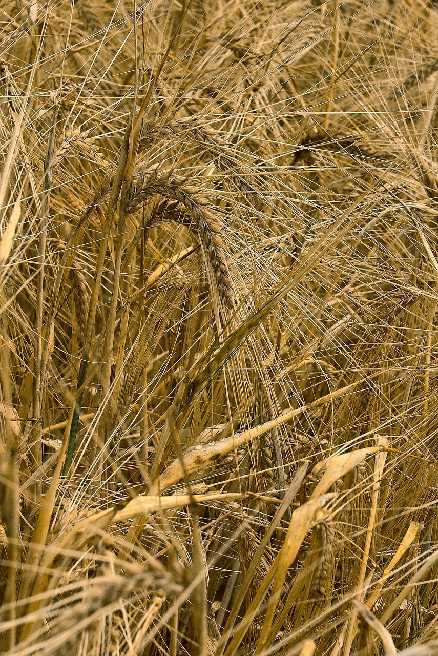 Aplicación en Cultivos Argentinos