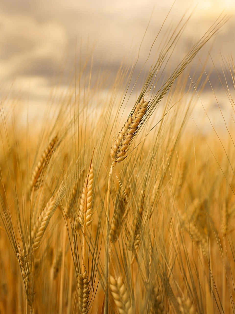 Beneficios de los bioestimulantes con cianobacterias