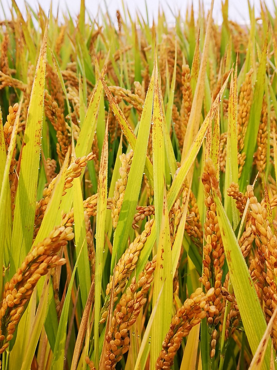 Mecanismo de Acción de Betaínas y Poliaminas