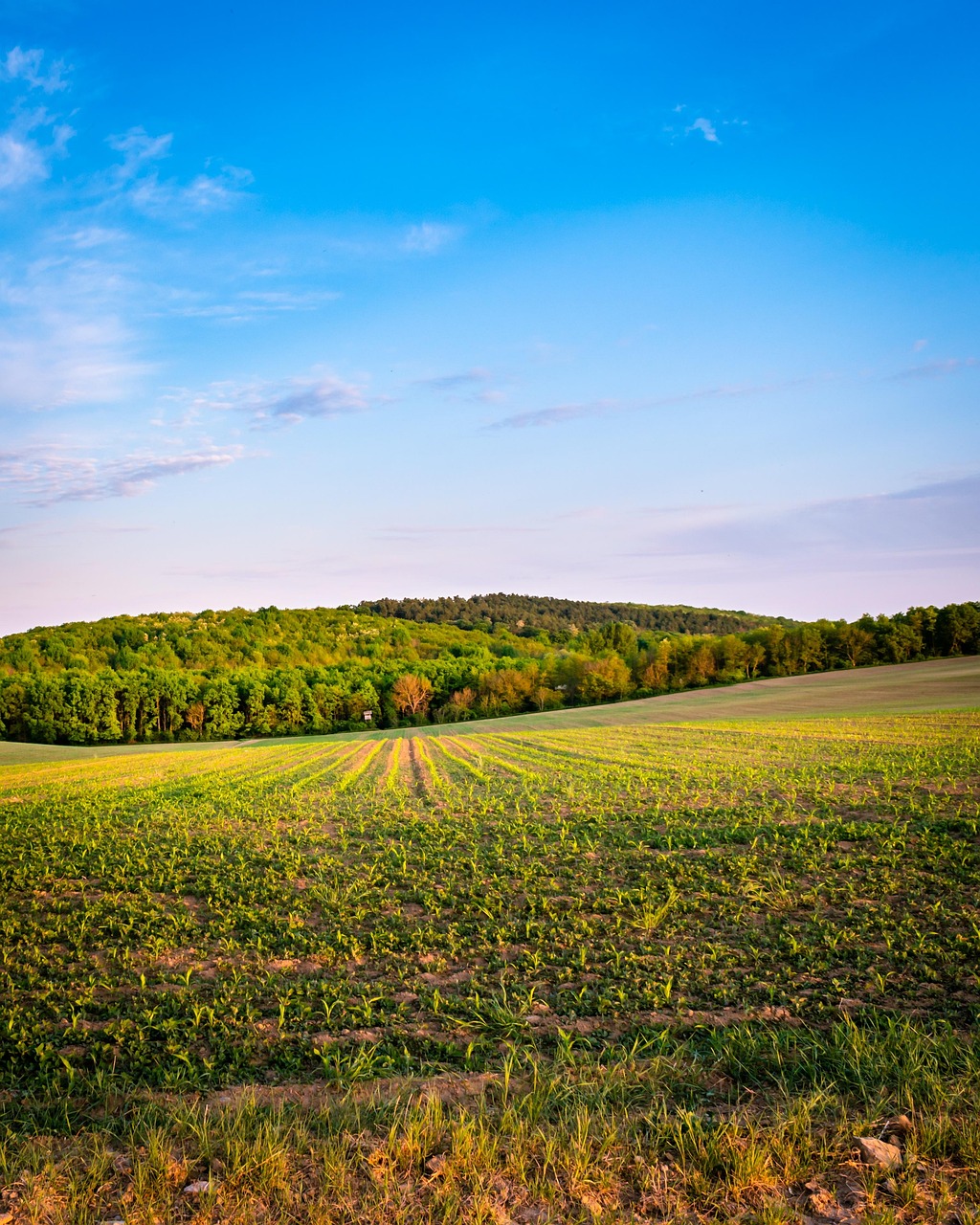 Beneficios de los Bioestimulantes con Proteínas Vegetales