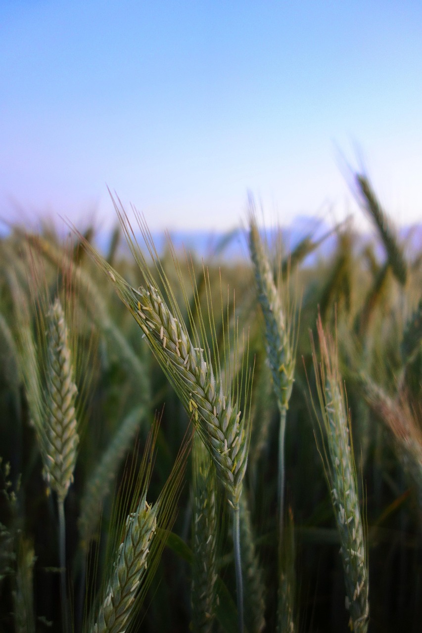 Beneficios de los Bioestimulantes Líquidos