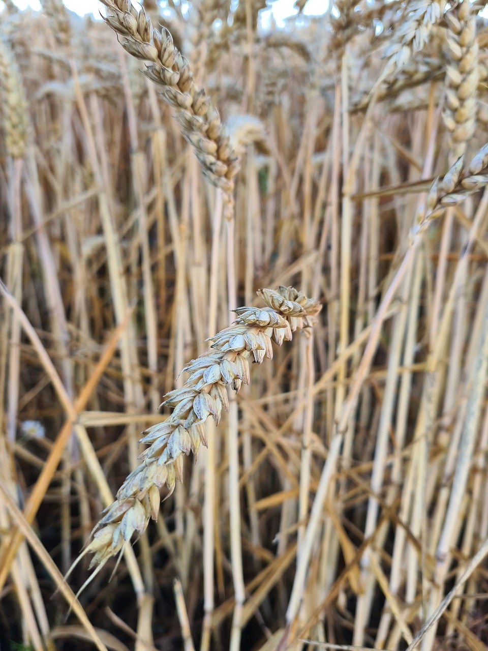 Normes et Réglementation