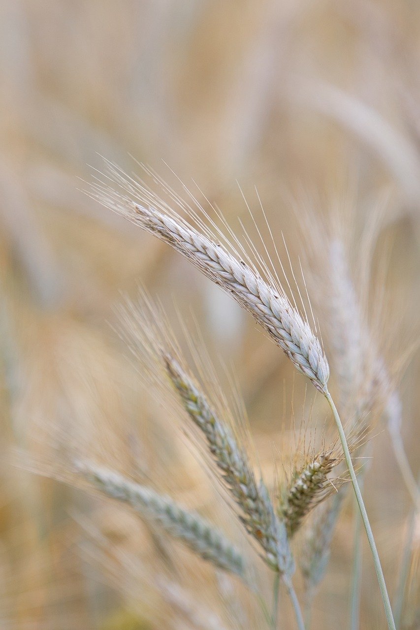 Diferencias entre Bioestimulantes y Fertilizantes